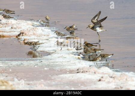 Le plover de la Caspienne (Charadrius asiatico), la recherche de troupes dans la marge WASH, Israël Banque D'Images