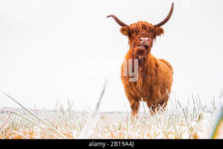 Scottish Highland Cattle, Kyloe, Highland vache, Heelan coo (Bos primigenius F. taurus), dans la nature réserve le Delleboersterheide, Pays-Bas, Frise, Delleboersterheide, Oldeberkoop Banque D'Images