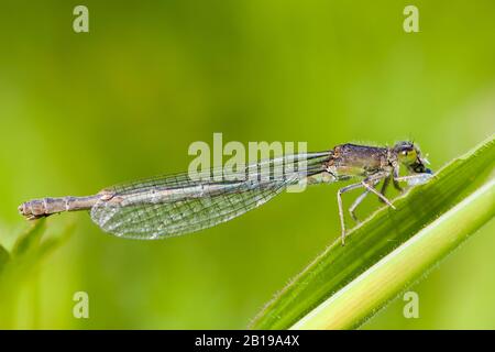 Moindre ischnura, rare mouche à queue bleue, petite escargot (Ischnura pumilio), femelle avec proie assise sur une tige, vue latérale, Pays-Bas, Limbourg Banque D'Images