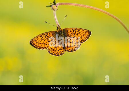 Bog fritillary (Boloria eunomia, Clossiana eunomia, Proclossiana eunomia), se trouve sur une tige, Allemagne, Rhénanie-du-Nord-Westphalie, Eifel Banque D'Images