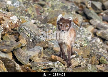 Renard arctique, renard polaire (Alopex lagopus, Vulpes lagopus), en manteau d'été, Norvège, Svalbard Banque D'Images