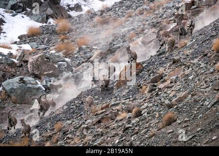 Bharal, mouton bleu himalayenne, naur (Pseudois nayaur), troupeau chassé par Snow Leopard dans la vallée de Rumbak, Inde, Ladakh Banque D'Images