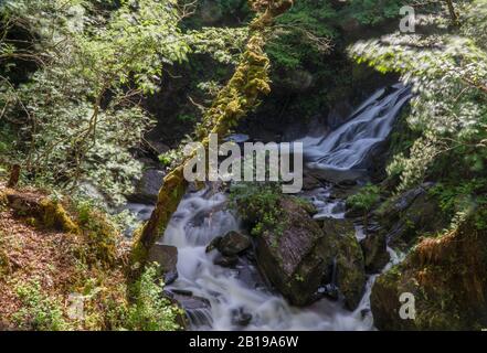 DeviL'S Bridge Falls (Pontarfynach), Ceredigion Mid Wales Royaume-Uni. Juin 2019 Banque D'Images