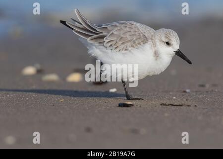 Sanderling (Calidris alba), recherche sur la plage, vue latérale, Pays-Bas, Zélande Banque D'Images