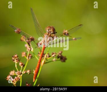 méridional sympeprum, Southern European sympeprum, Southern Darter (Sympeprum méridionale), homme, Pays-Bas, Limbourg, Venkoelen Banque D'Images