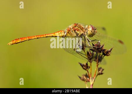 méridional sympeprum, Southern European sympeprum, Southern Darter (Sympeprum méridionale), homme, Pays-Bas, Limbourg, Venkoelen Banque D'Images