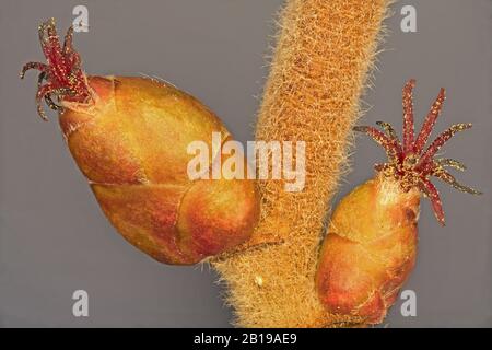 Noisette commune (Corylus avellana), fleurs femelles pollinisées, Allemagne, Bavière, Oberbayern, Haute-Bavière Banque D'Images