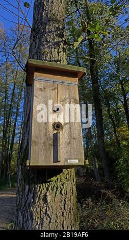 Aide à la nidification des hornets dans une forêt, protection des insectes, Allemagne Banque D'Images