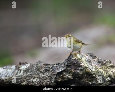 Paruline de saule (Phylloscopus trochillus), perché au tronc de bouleau, Pays-Bas, Overijssel, Lemelerberg Banque D'Images