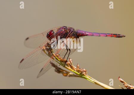 Violet dropwing, violet-marqué dard, violet-blushed dard, Plum-coloré dropwing (Trithemis annulata), homme, Portugal, Algarve Banque D'Images