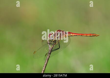 Large Scarlet, Common Scarlet-darter, Scarlet Darter, Scarlet Dragonfly (Crocothemis erythraea, Croccothemis erythraea), homme est assis sur une branche, Espagne, Andalousie, Donana National Park Banque D'Images