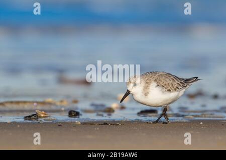 Sanderling (Calidris alba), recherche sur la plage, vue latérale, Pays-Bas, Zélande Banque D'Images