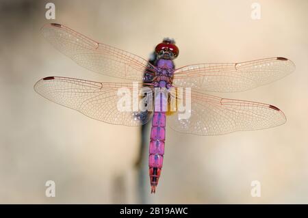 Violet dropwing, violet-marqué dard, violet-blushed dard, Plum-coloré dropwing (Trithemis annulata), homme, Portugal, Algarve Banque D'Images