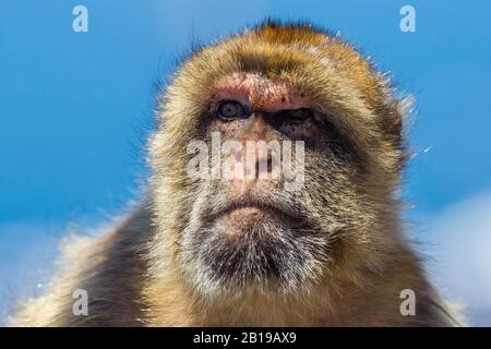 Singes de barbarie, barbary macaque (Macaca sylvanus), portrait, Gibraltar Banque D'Images