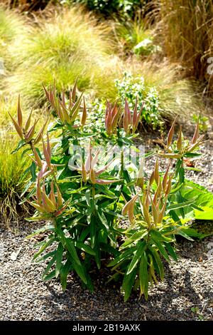 Herbe papillon, milkweed papillon, racine Pleurésie (Asclépias tuberosa), fructification Banque D'Images