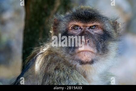 Singes de barbarie, barbary macaque (Macaca sylvanus), portrait, Gibraltar Banque D'Images