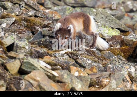 Renard arctique, renard polaire (Alopex lagopus, Vulpes lagopus), en manteau d'été, Norvège, Svalbard Banque D'Images