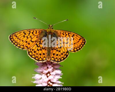 Bog fritillary (Boloria eunomia, Clossiana eunomia, Proclossiana eunomia), se trouve sur Bistorta officinalis, Allemagne, Rhénanie-du-Nord-Westphalie, Eifel Banque D'Images