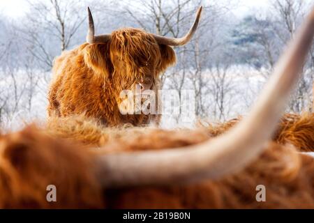 Scottish Highland Cattle, Kyloe, Highland vache, Heelan coo (Bos primigenius F. taurus), Kyloes en hiver dans le Delleboersterheide, Pays-Bas, Frise, Delleboersterheide, Oldeberkoop Banque D'Images
