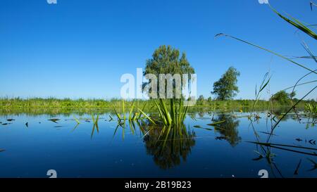 Parc National Du Lac De Weerribben-Wieden, Pays-Bas, Overijssel, Parc National De Weerribben-Wieden Banque D'Images