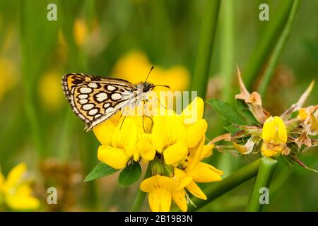 Grand skipper à damier (Heteropterus morpheus), assis sur une fleur jaune, vue latérale, Pays-Bas, Noord-Brabant Banque D'Images