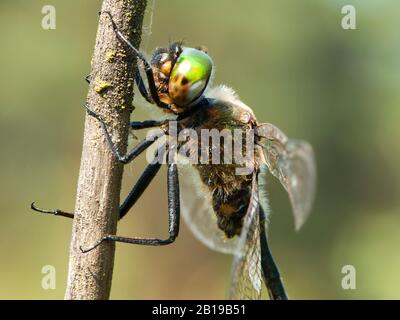 Émeraude du Nord (Somatochlora arctica), homme, Pays-Bas, Limbourg, Brunssumheide Banque D'Images