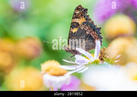 Petite écaille Aglais urticae papillon ailes fermées côté détaillée voir libre. Sur la pollinisation des fleurs blanches dans une couleur vibrante pré, natura Banque D'Images
