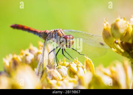 Sympetrum vulgatum, vagrant vert, gros plan sur les proies de l'alimentation d'une journée ensoleillée Banque D'Images