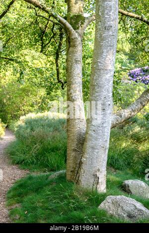 Bouleau blanc japonais, bouleau argenté sibérien (Betula platyphylla var. Japonica), troncs, Allemagne, Basse-Saxe Banque D'Images