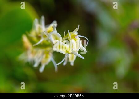 Ffen Orchid (Lipari loeselii), floraison, Nederland, Pays-Bas, Noord Holland, Zuid-Kennemerland Banque D'Images