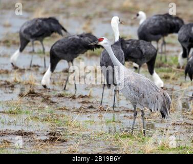 Grue de sandhill (Grus canadensis, Antigone canadensis), avec grues à capuche, Grus monacha, Japon, Hokkaido Banque D'Images