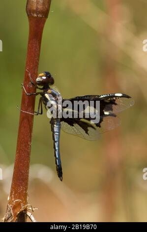 Portia Widow (Palpopleura portia), homme sur une tige, Afrique du Sud, Limpopo Banque D'Images