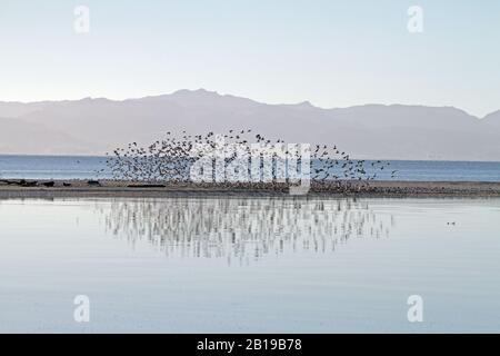 Wry-bill, wrybill (Anarhynchus frontalis), grand troupeau volant sur la côte, Nouvelle-Zélande, île du Nord, Miranda Banque D'Images