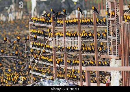 Un oiseau noir à tête jaune (Xanthocephalus xanthocephalus), se dresse sur un cadre, au Mexique Banque D'Images