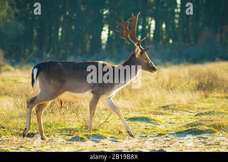 Flow cerf stag Dama Dama avec de grands fourmis foraging dans un paysage de dunes, foyer sélectif utilisé. Banque D'Images