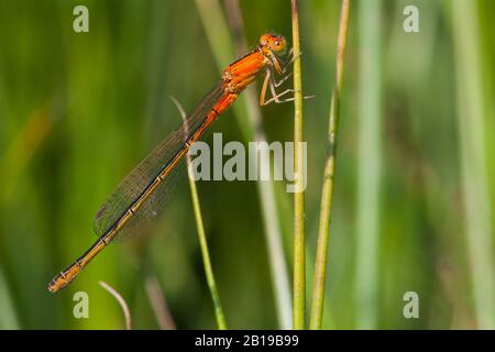 Moindre ischnura, rare mouche à queue bleue, petite escargot (Ischnura pumilio), femme assise sur une tige, vue latérale, Pays-Bas, Limbourg Banque D'Images