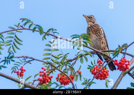 Fieldfare (Turdus pilaris), perché sur une cendre de montagne, Allemagne, Bade-Wuerttemberg Banque D'Images