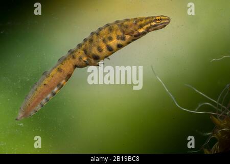 Nouveau-t lisse (Triturus vulgaris, Lissotriton vulgaris ), baignade, Pays-Bas, Frise, Delleboersterheide Banque D'Images