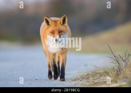 Gros plan sur un renard rouge sauvage, Vulpes Vulpes, traversant une route. Situation dangereuse. Banque D'Images