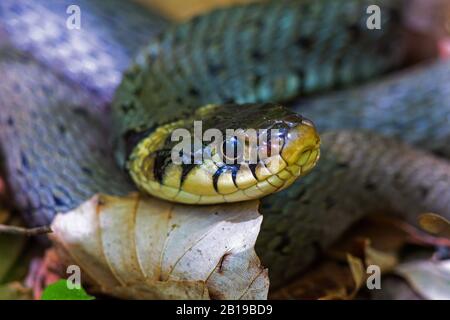 Serpent à gazon (Natrix natrix), portrait, coup d'œil latéral, Allemagne, Bade-Wuerttemberg Banque D'Images