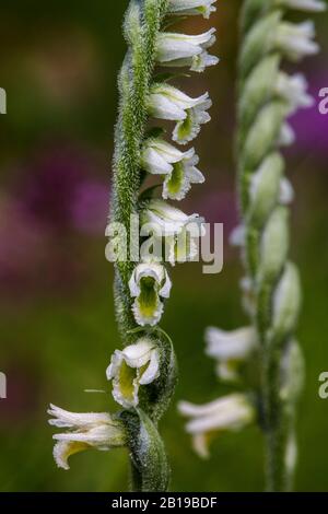 Les femmes de l'automne (Spiranthes spiralis), fleurs, Allemagne, Bade-Wuerttemberg Banque D'Images