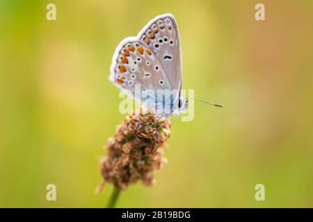 Libre d'un papillon bleu, Polyommatus icarus, se reposant dans un pré Banque D'Images