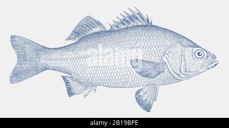 Perch blanc morone americana, un poisson d'eau douce d'amérique du Nord en vue latérale Illustration de Vecteur