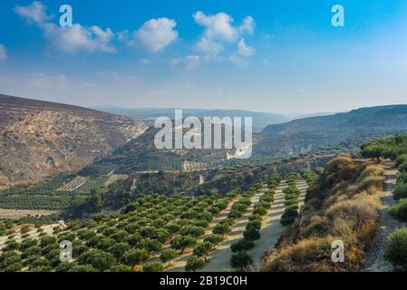 Héraklion, Grèce. 21 octobre 2019. Les oliviers poussent sur des plantations entre les collines près de la mer Méditerranée. Crédit: Damian Gollnisch/dpa-Zentralbild/ZB/dpa/Alay Live News Banque D'Images