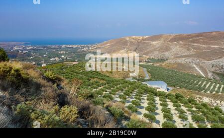 Héraklion, Grèce. 21 octobre 2019. Les oliviers poussent sur des plantations entre les collines près de la mer Méditerranée. Crédit: Damian Gollnisch/dpa-Zentralbild/ZB/dpa/Alay Live News Banque D'Images