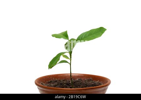 Arbre au citron germe dans un pot sur fond blanc Banque D'Images