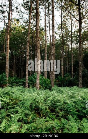 Vert fern brousse luxuriante forêt naturelle pure et fraîche arrière-plan, forêt tropicale plante papier peint. Parc national Phu Kradueng, Loei - Thaïlande Banque D'Images