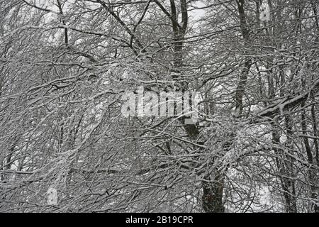 Aygarth, Yorkshire Du Nord, Royaume-Uni. 24 février 2020. Chute De Neige Pendant La Nuit Dans Le North Yorkshire Credit: David Edmund-Jones/Alay Live News Banque D'Images