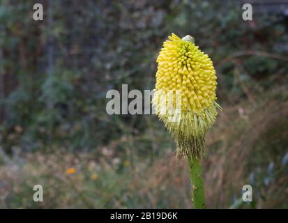 Belle floraison de poker chaud rouge jaune ou kniphofia sur fond vert Banque D'Images