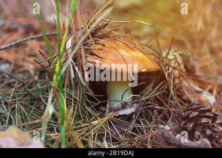 Graisseur de champignons qui pousse dans la forêt, gros plan Banque D'Images